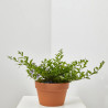 DURANTA MACETA 15CM
