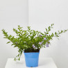 DURANTA MACETA 15CM