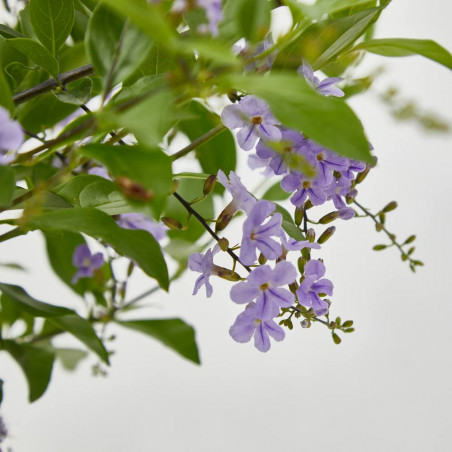 DURANTA MACETA 15CM