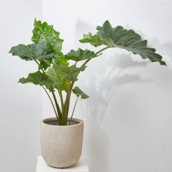 ALOCASIA PORTADORA