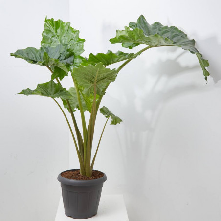 ALOCASIA PORTADORA