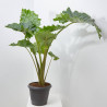 ALOCASIA PORTADORA