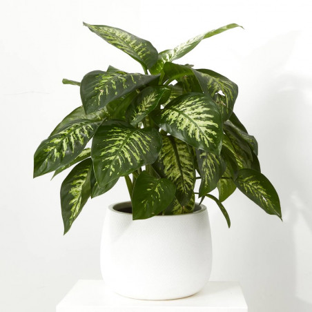 DIEFEMBACHIA HOJAS PUNTEADAS MACETA 24CM