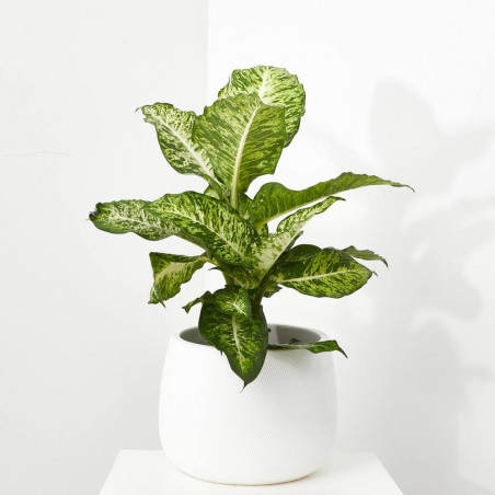 DIEFEMBACHIA HOJAS PUNTEADAS MACETA 24CM