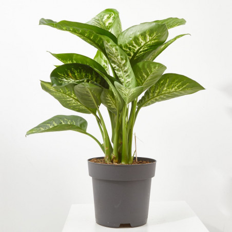 DIEFEMBACHIA HOJAS PUNTEADAS MACETA 24CM