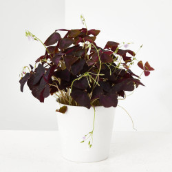OXALIS MACETA 12CM