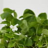 OXALIS MACETA 12CM