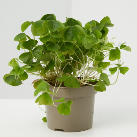 OXALIS MACETA 12CM