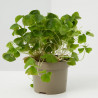 OXALIS MACETA 12CM