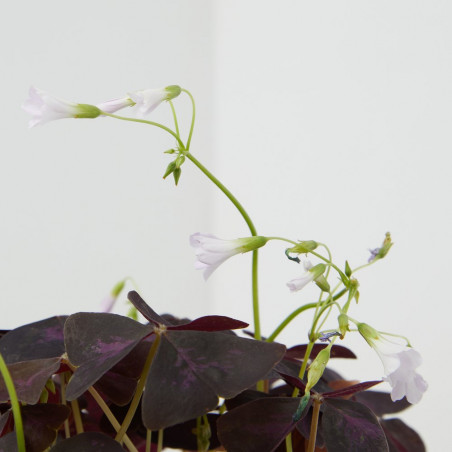 OXALIS MACETA 12CM