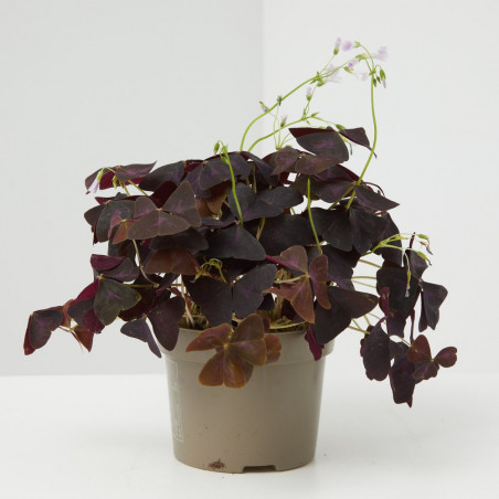 OXALIS MACETA 12CM