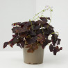 OXALIS MACETA 12CM