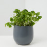 OXALIS MACETA 12CM