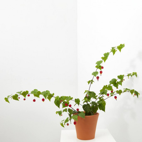 ABUTILÓN MACETA 2,5L