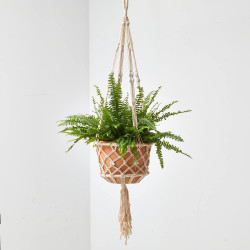 HELECHO COLGANTE MACETA 19CM