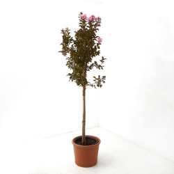 ÁRBOL DE JÚPITER PÚRPURA COPA