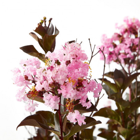 ÁRBOL DE JÚPITER PÚRPURA COPA
