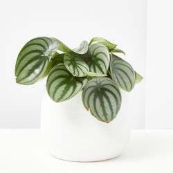 PEPEROMIA MACETA 12CM