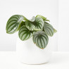 PEPEROMIA MACETA 12CM