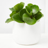 PEPEROMIA MACETA 12CM