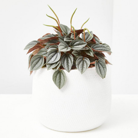 PEPEROMIA MACETA 12CM
