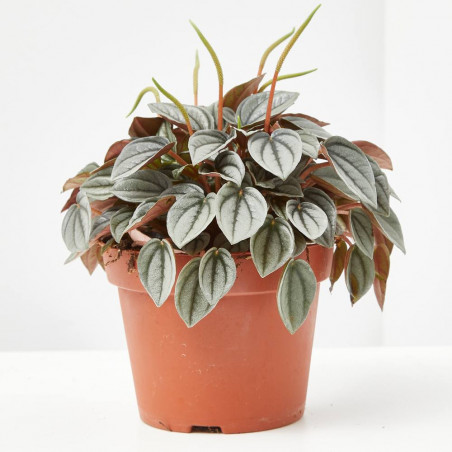 PEPEROMIA MACETA 12CM