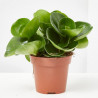 PEPEROMIA MACETA 12CM