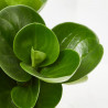 PEPEROMIA MACETA 12CM