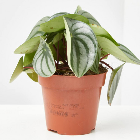 PEPEROMIA MACETA 12CM