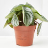 PEPEROMIA MACETA 12CM
