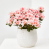 AZALEA INDICA MACETA 13CM