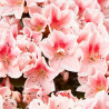 AZALEA INDICA MACETA 13CM