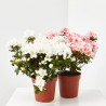 AZALEA INDICA MACETA 13CM