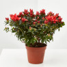 AZALEA INDICA MACETA 13CM