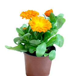 CALENDULA EN FLOR MACETA 11CM