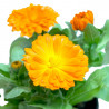 CALENDULA EN FLOR MACETA 11CM