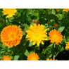 CALENDULA EN FLOR MACETA 11CM