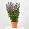 ANGELONIA ANGUSTIFOLIA MACETA 13CM