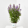 ANGELONIA ANGUSTIFOLIA MACETA 13CM