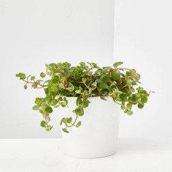 SEDUM INTERIOR MACETA 12CM