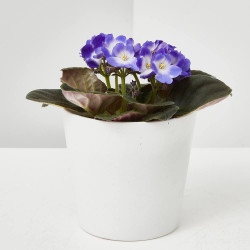 VIOLETA AFRICANA MACETA 12 CM