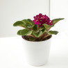 VIOLETA AFRICANA MACETA 12 CM