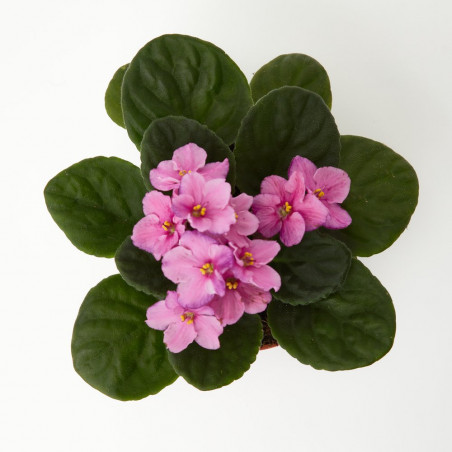 VIOLETA AFRICANA MACETA 12 CM