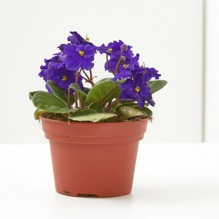 VIOLETA AFRICANA MACETA 12 CM
