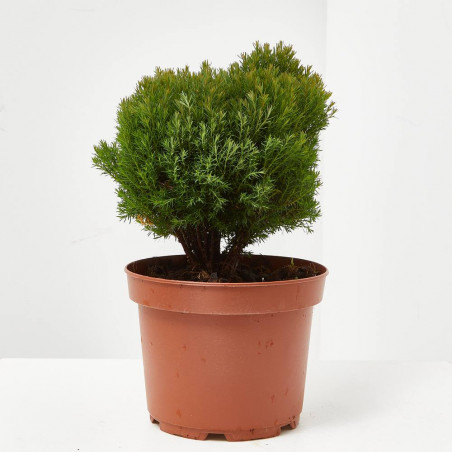 THUYA TEDDY MACETA 15CM