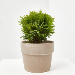 THUYA MACETA 15CM