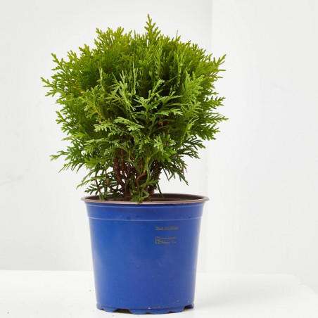 THUYA MACETA 15CM