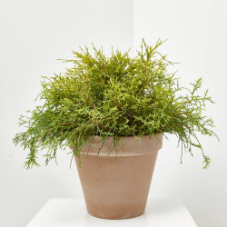 CHAMAECYPARIS PISIFERA SUNGOLD MACETA 20CM