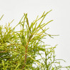 CHAMAECYPARIS PISIFERA SUNGOLD MACETA 20CM