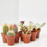 CACTUS M-3.5 9UDS EN CAJA DECO KRAFT